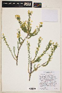 Linanthus pungens image