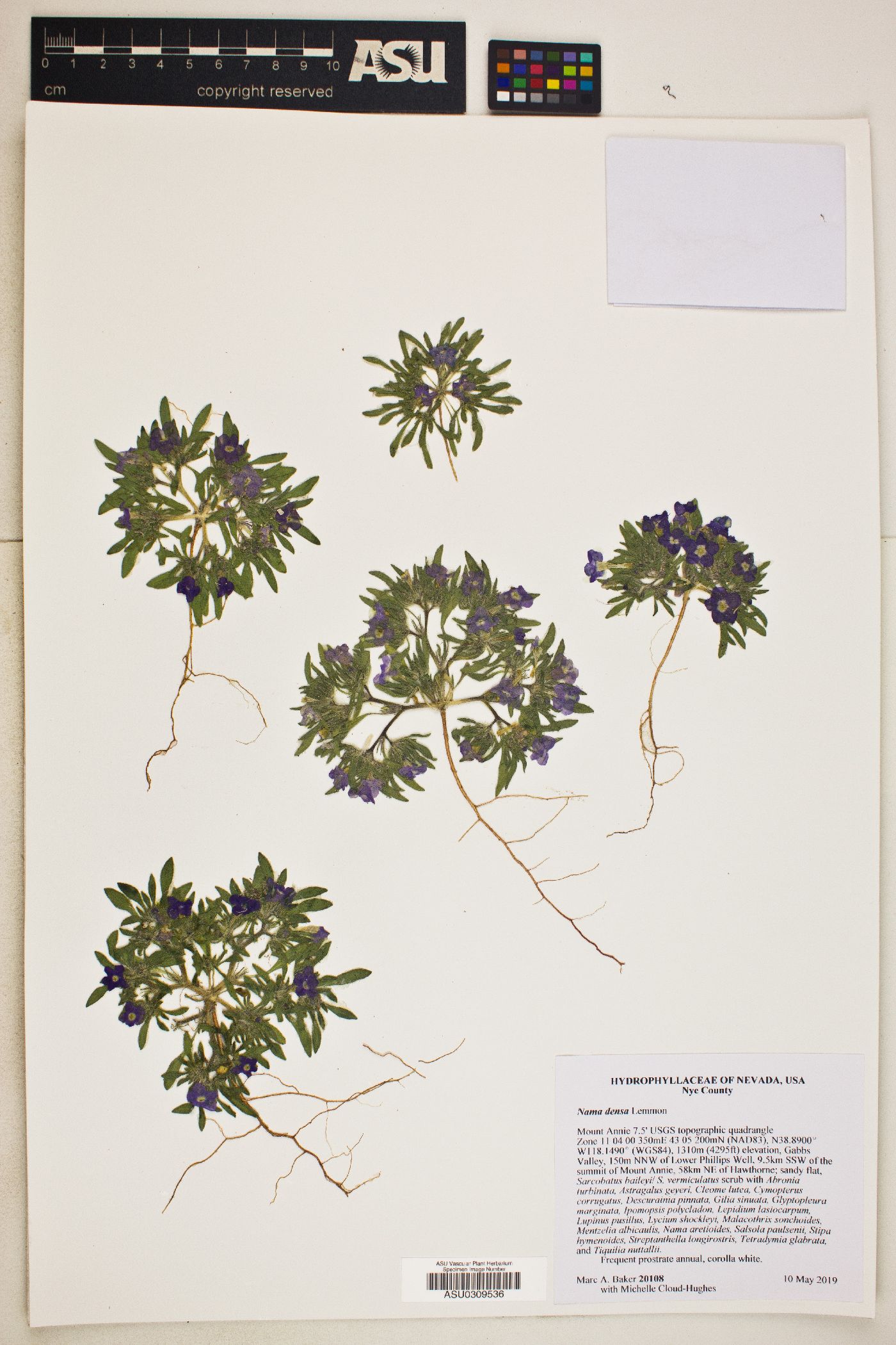 Nama aretioides var. multiflora image