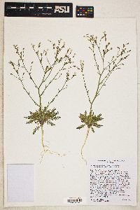 Aliciella hutchinsifolia image