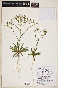 Aliciella lottiae image