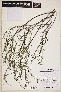 Stillingia linearifolia image