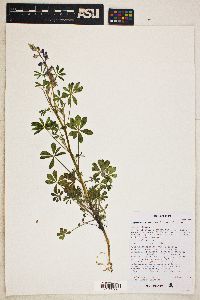 Lupinus arizonicus image