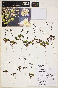 Eriogonum rubricaule image