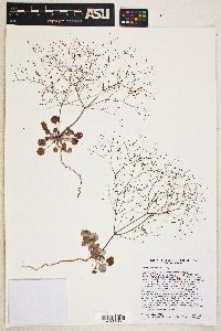 Eriogonum thomasii image