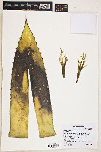 Agave parryi image