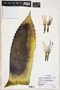 Agave parryi var. huachucensis image