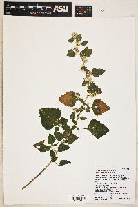 Brickellia floribunda image