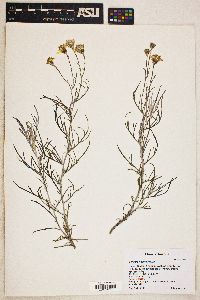 Senecio flaccidus image