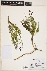 Solanum xanti image