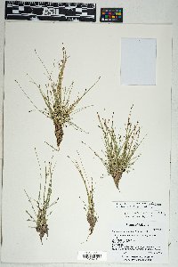 Eleocharis flavescens image