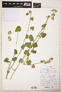 Sphaeralcea parvifolia image