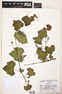 Vitis arizonica image