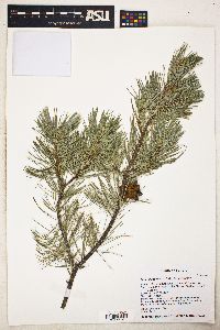 Pinus cembroides image