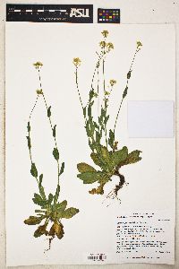 Draba petrophila image