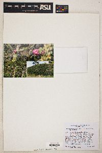 Cylindropuntia californica subsp. californica image