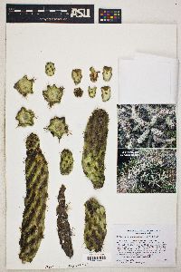 Cylindropuntia prolifera image