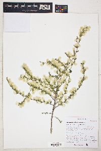 Baccharis pteronioides image