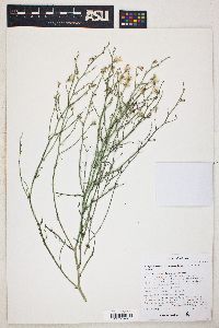 Stephanomeria pauciflora image