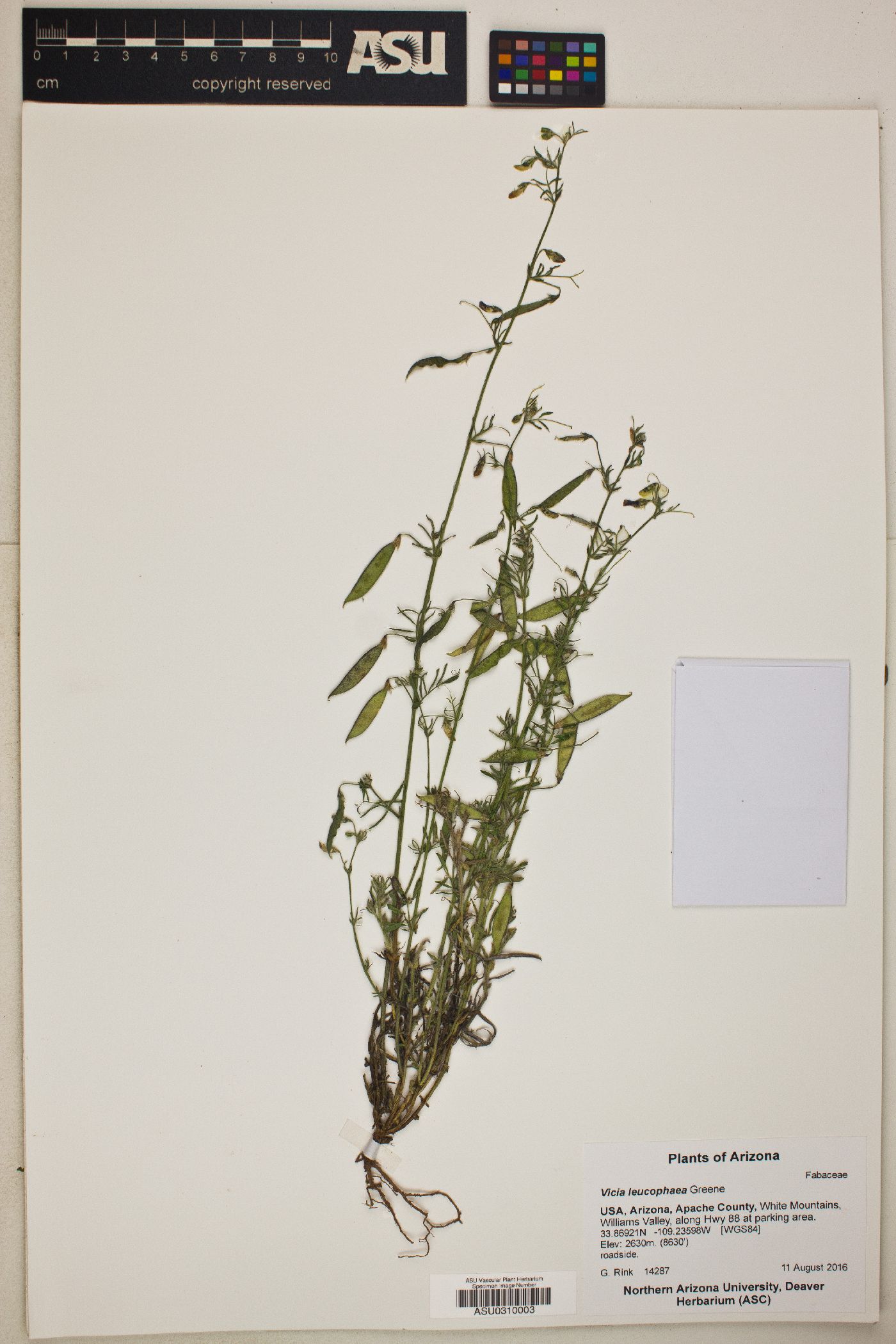 Vicia leucophaea image