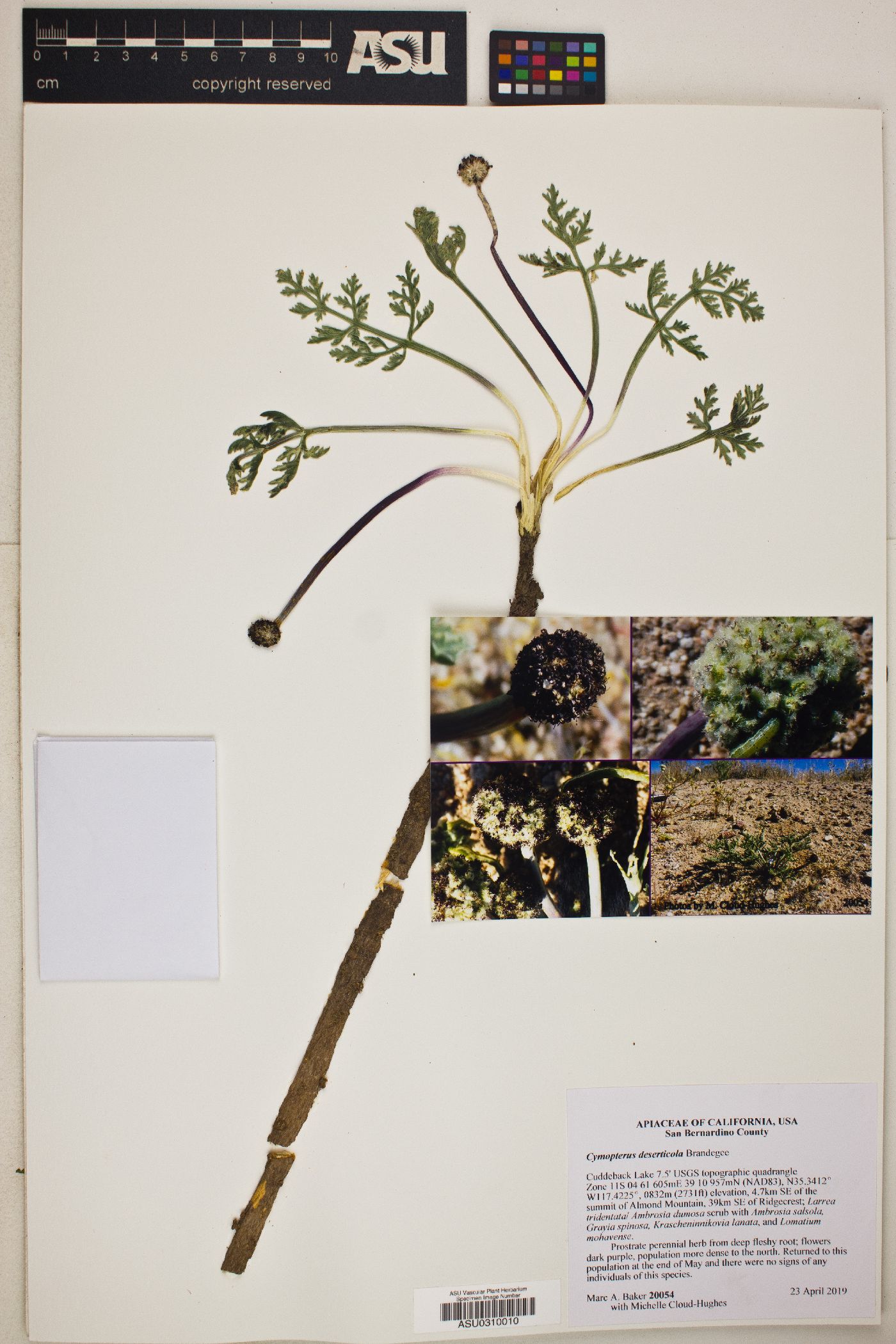 Cymopterus deserticola image