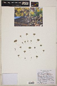 Eriophyllum mohavense image