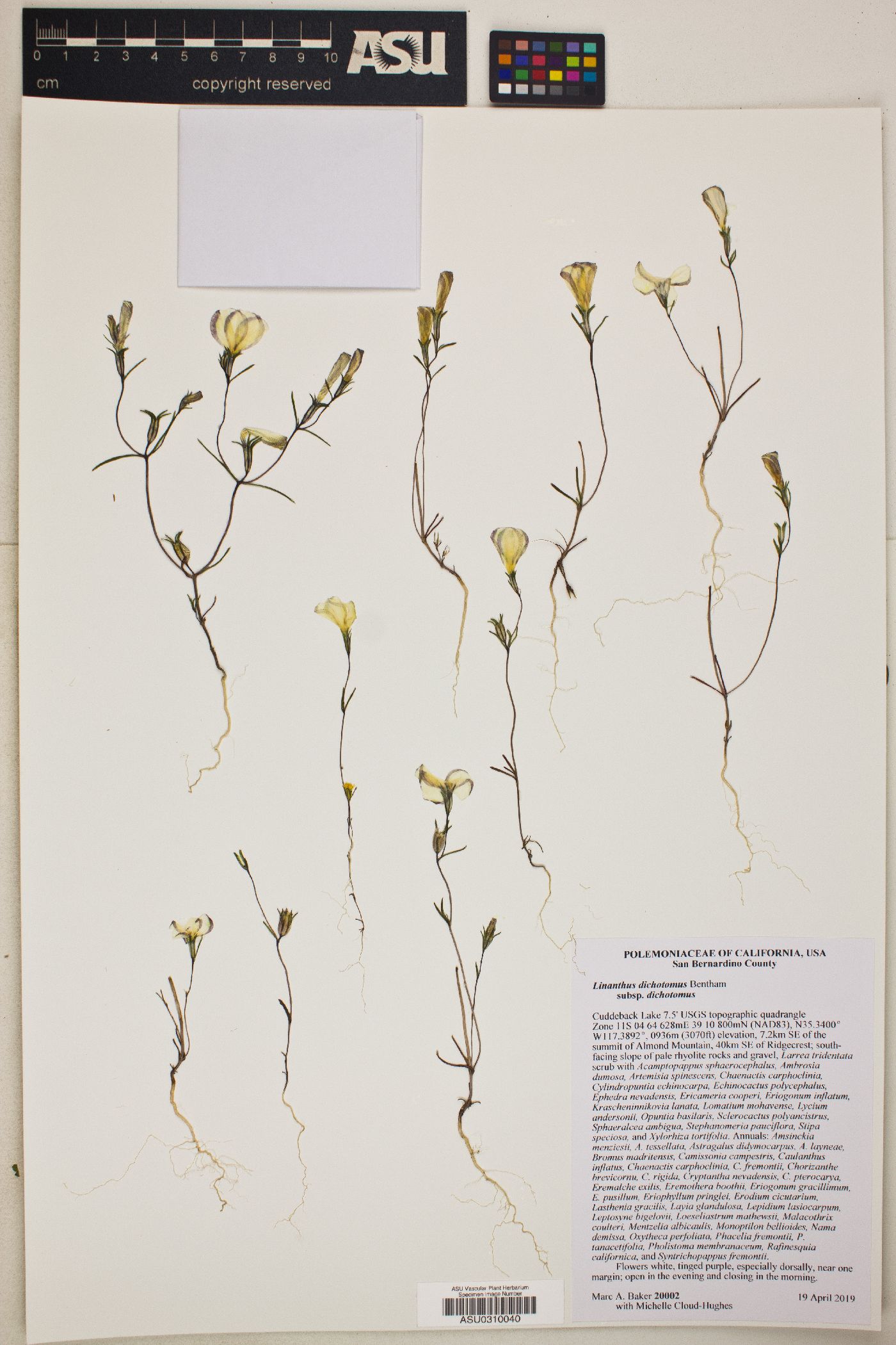 Linanthus dichotomus subsp. dichotomus image