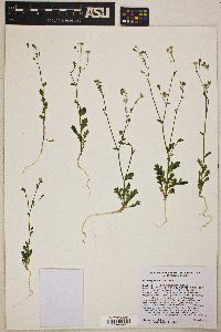 Gilia scopulorum image