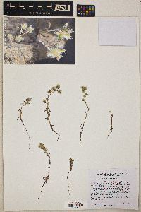 Cryptantha nevadensis image