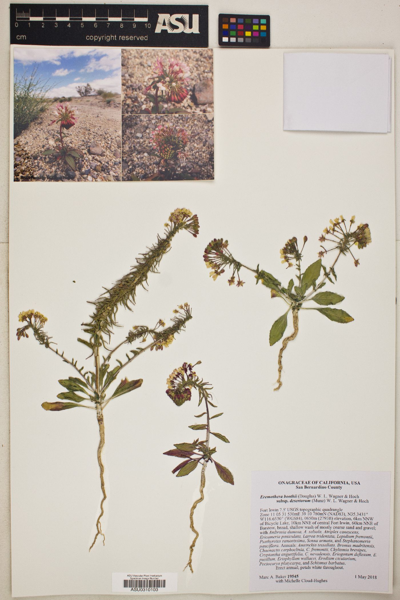 Eremothera boothii var. desertorum image