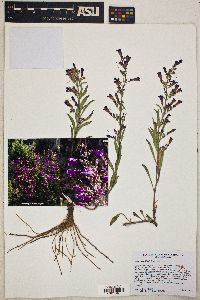 Penstemon kingii image