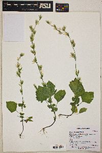 Carminatia tenuiflora image