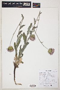 Cirsium wheeleri image