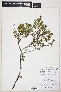 Larrea tridentata image