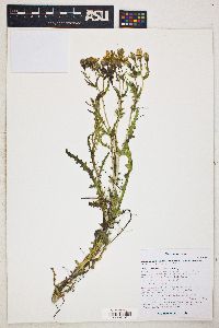 Mentzelia longiloba var. yavapaiensis image