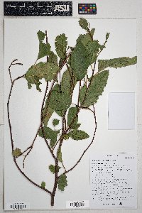 Alnus oblongifolia image