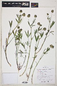 Trifolium mucronatum image