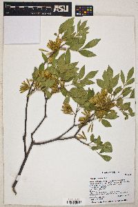 Fraxinus velutina image