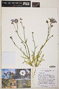 Gilia latiflora subsp. latiflora image