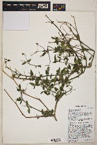 Solanum douglasii image