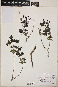 Bouvardia ternifolia image