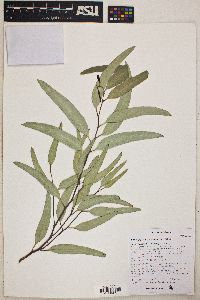 Eucalyptus papuana image