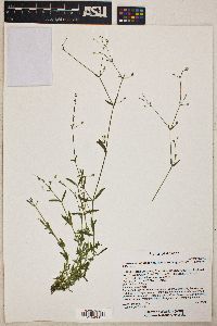 Arenaria lanuginosa var. saxosa image