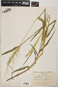 Eriochloa acuminata var. minor image