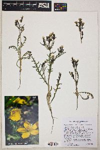 Mentzelia albicaulis image