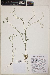 Cryptantha dumetorum image