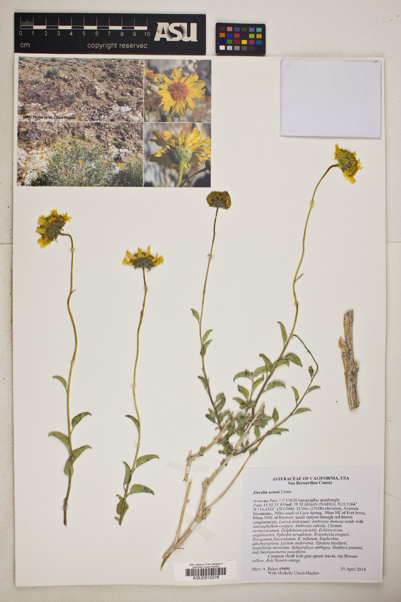 Encelia actoni image