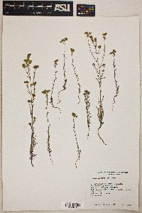 Cryptantha pterocarya image