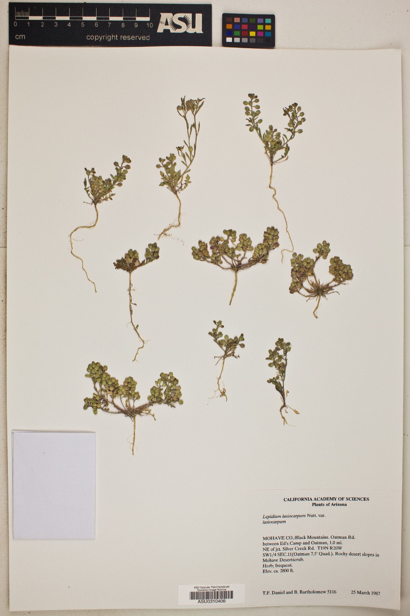 Lepidium lasiocarpum var. lasiocarpum image