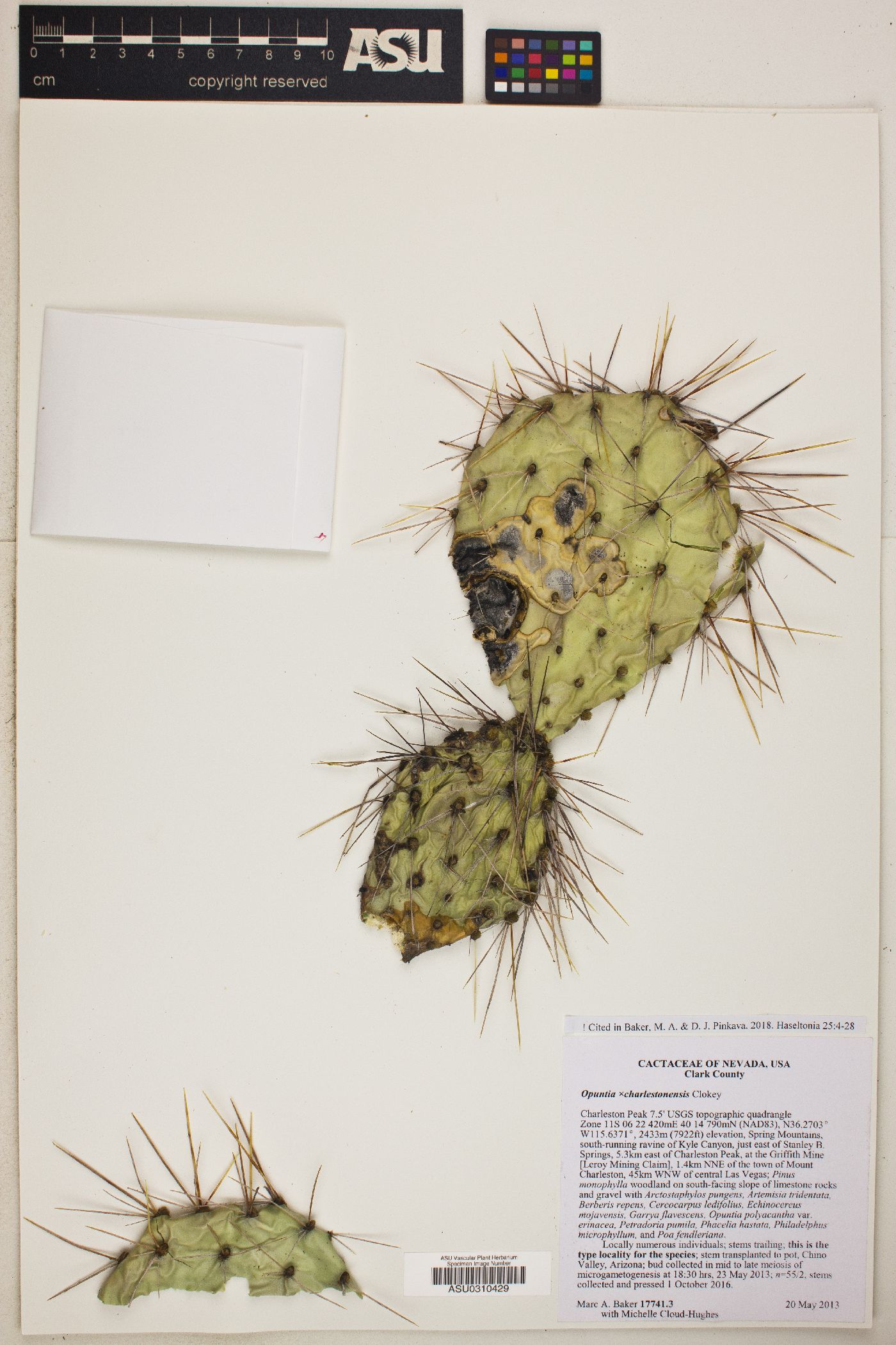 Opuntia x charlestonensis image