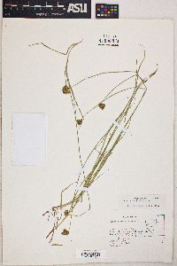 Carex unilateralis image